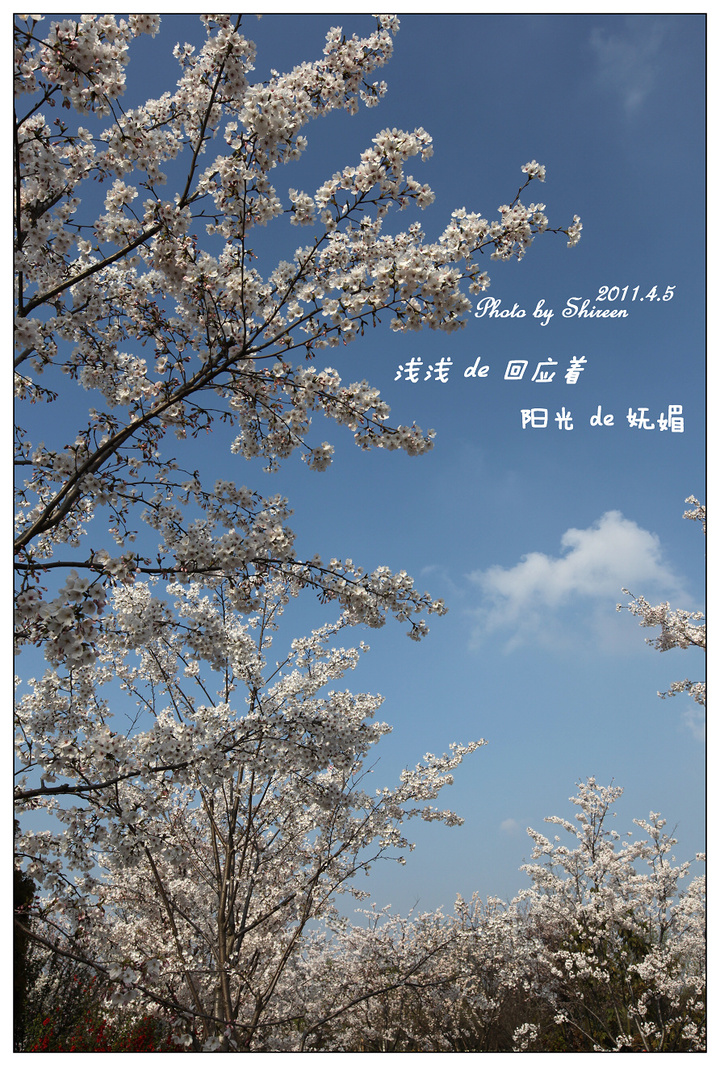【樱花树下的守候摄影图片】上海某处 无锡樱