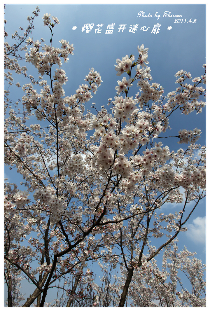 【樱花树下的守候摄影图片】上海某处 无锡樱
