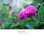 蔷薇的季节【一】