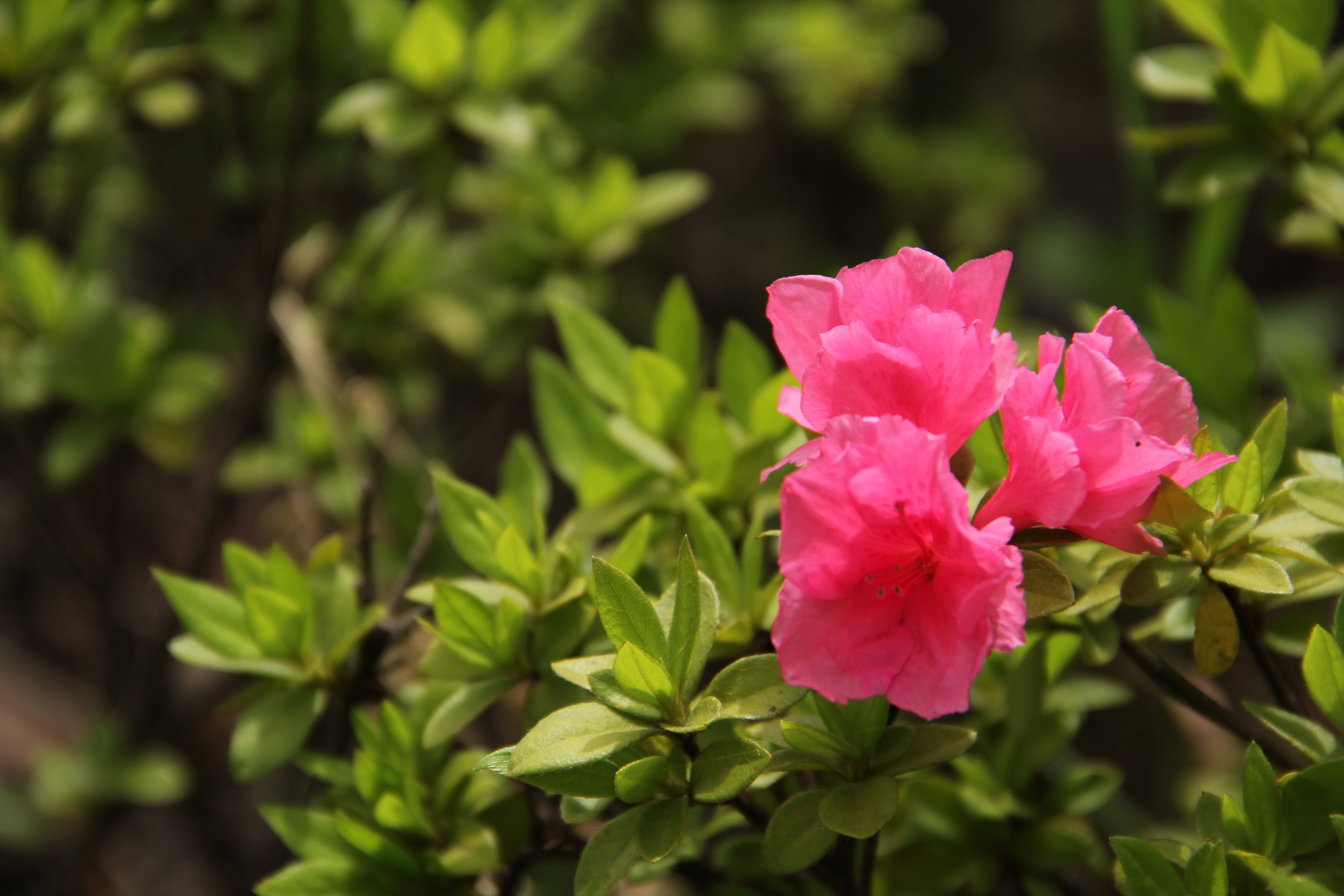 五月花(杜鵑,月季等)