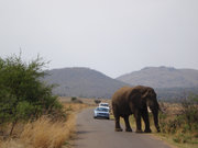 南非公路上的大象与汽车