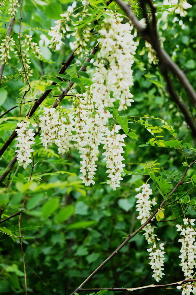 春天白色花树图片