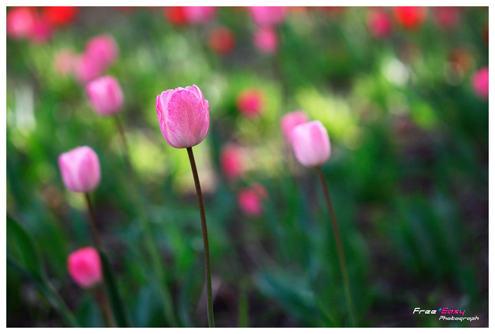 Pink Tulip