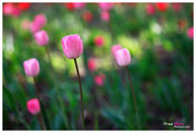 Pink Tulip