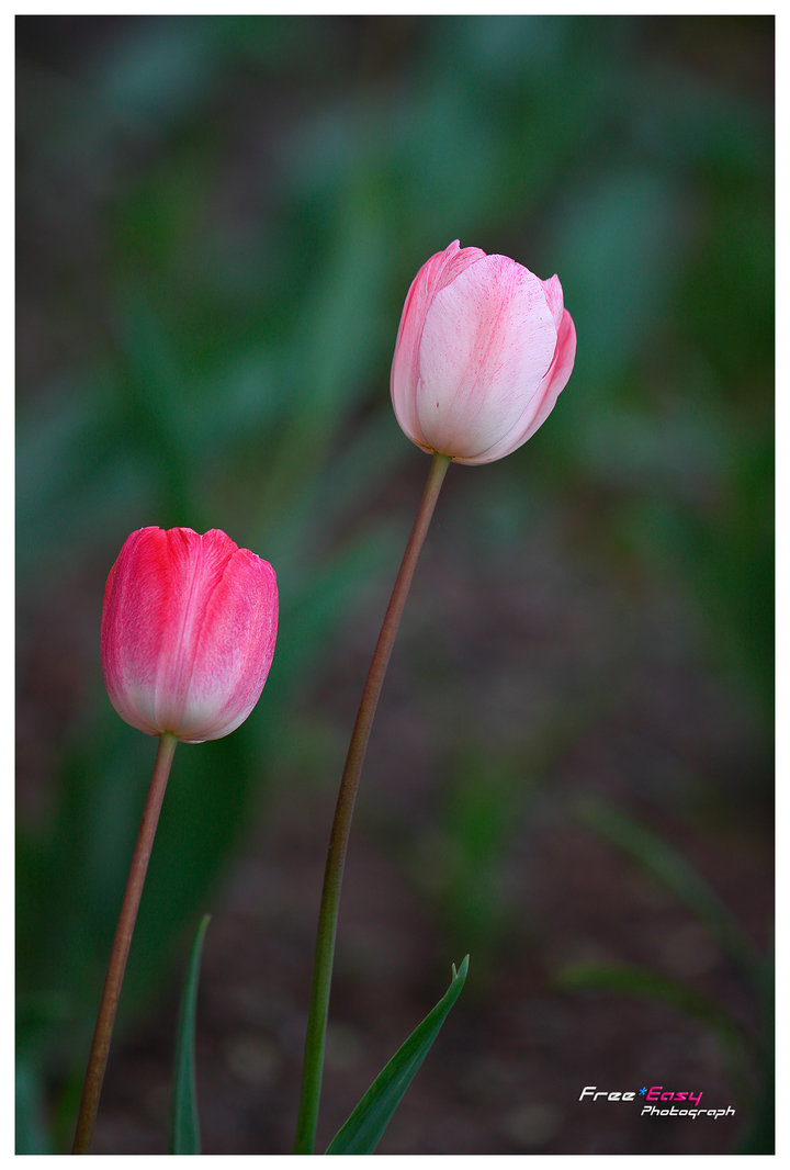 Pink Tulip