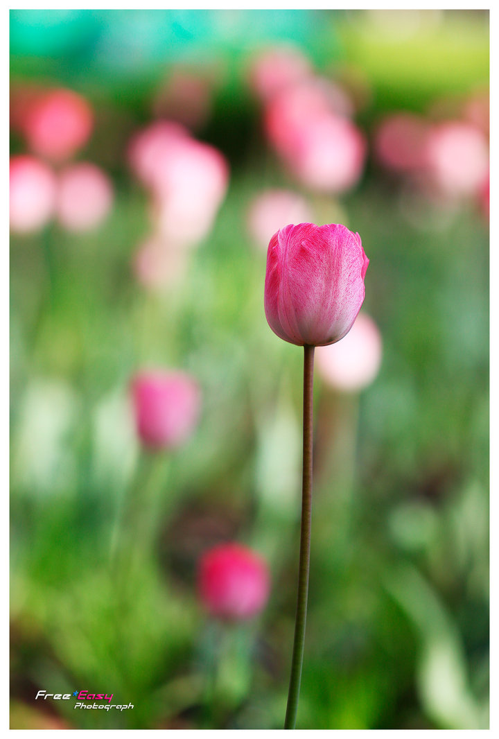 Pink Tulip