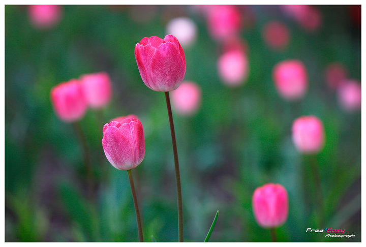 Pink Tulip