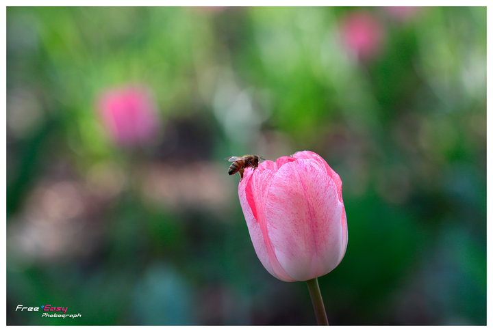 Pink Tulip