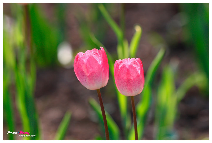 Pink Tulip