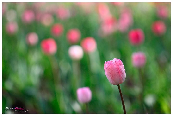 Pink Tulip