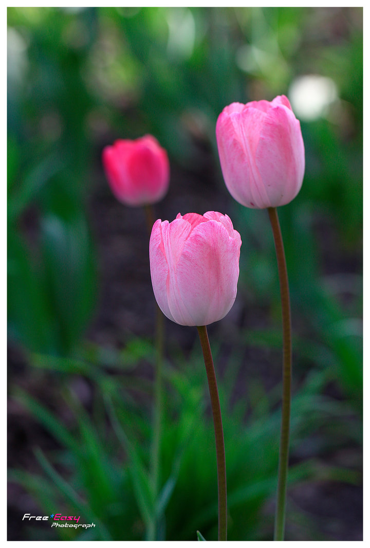 Pink Tulip