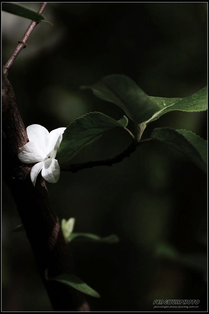 ֪
