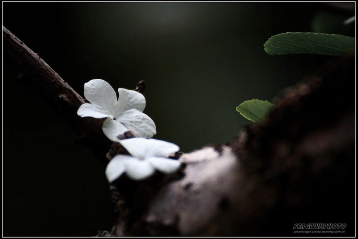 ֪