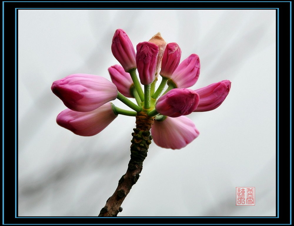 花中西施是什么花名(花中西施是哪一种花?)