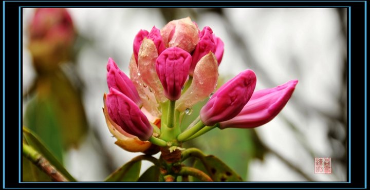 花中西施指的是什么花(花中西施指的是杜鹃花吗)