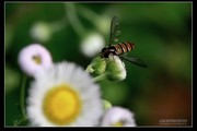 野趣蜂花