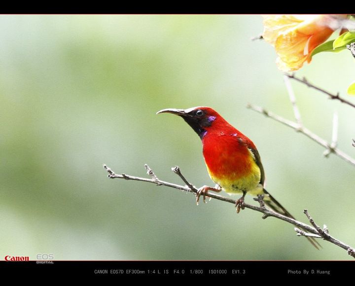 蓝喉太阳鸟摄影图片 成都浣花公园生态摄影 太平洋电脑网摄影部落