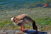 日内瓦湖的大雁