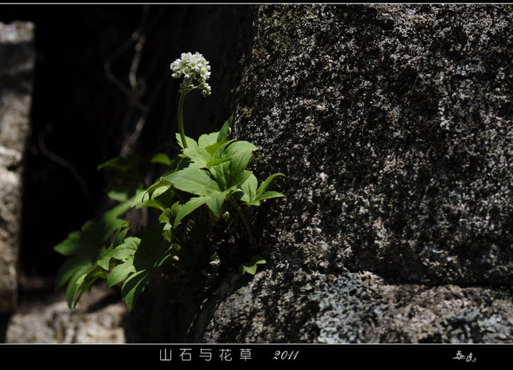 山石与花草