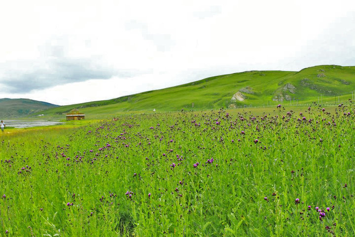 ϣǲԭ(Western Sichuan-Southern Gansu)