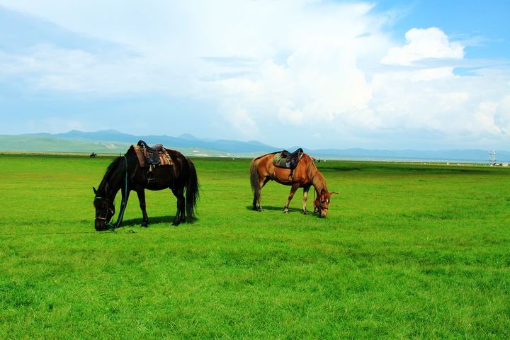 ϣǲԭ(Western Sichuan-Southern Gansu)