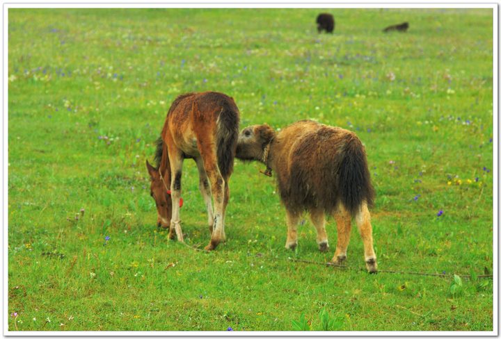 ϣǲԭ(Western Sichuan-Southern Gansu)