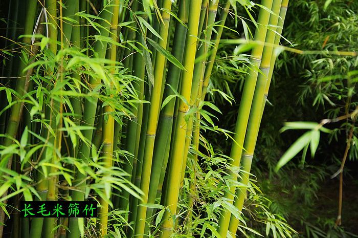 竹子品种 种类图片