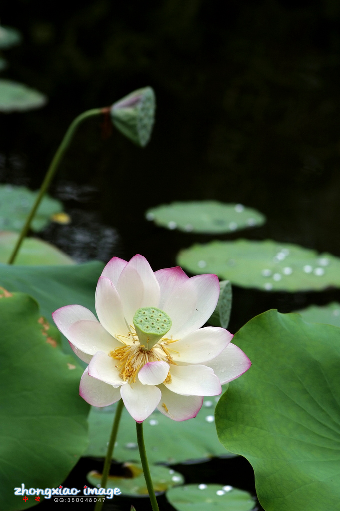 【雨后荷花摄影图片】珠海某小区生态摄影_珠海中校_太平洋电脑网摄影