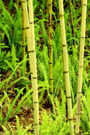 李宁体育园の花草篇