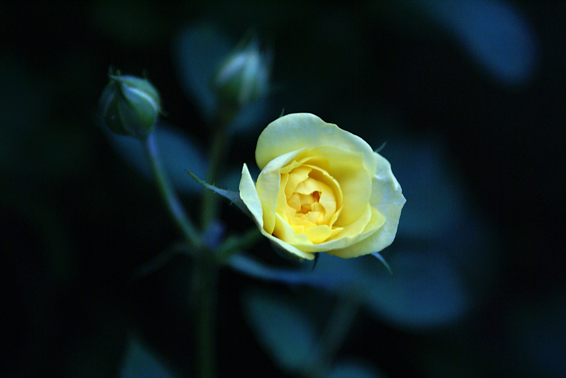 lonely rose