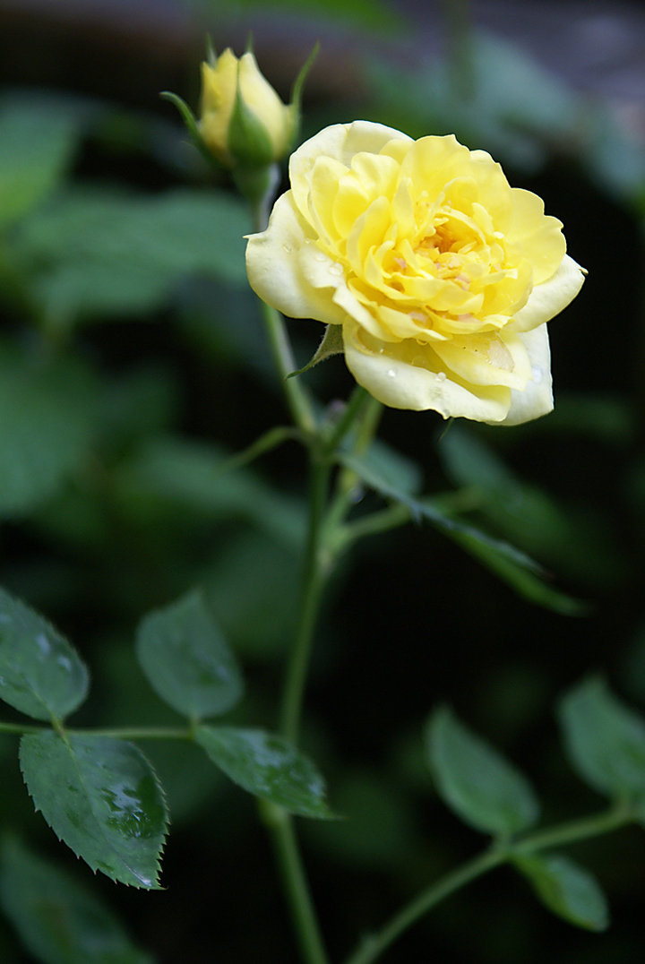 lonely rose