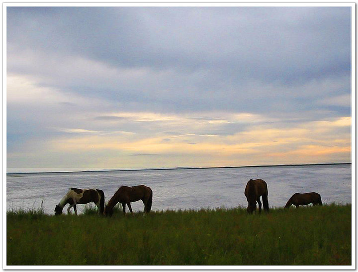 ĺرԭ(Hulunber Prairie in Nei Meng Province )