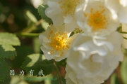 蜂花之恋《因为有我》