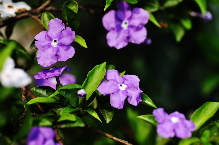 紫茉莉的样子图片图片