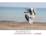 青海湖观鸟
