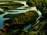 伊犁河湿地