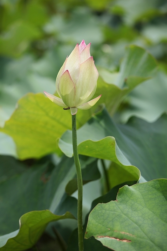 夏意雅荷