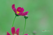 风中的格桑花（波斯菊）