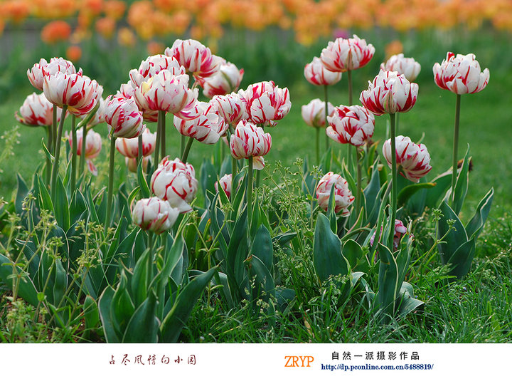 【占尽风情向小园摄影图片】武汉植物园纪实摄