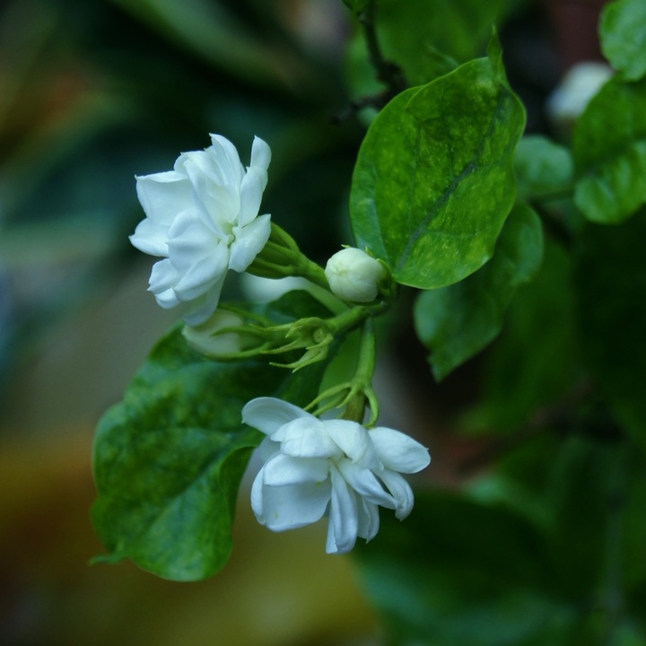 茉莉花飄香 (共 5 p)