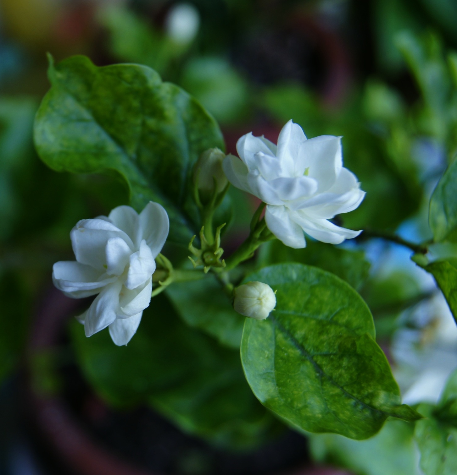 茉莉花飘香(共5p)