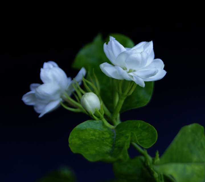 茉莉花飘香(共 5 p)