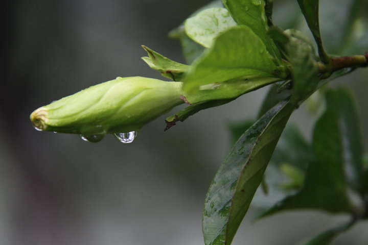 雨中的植物园