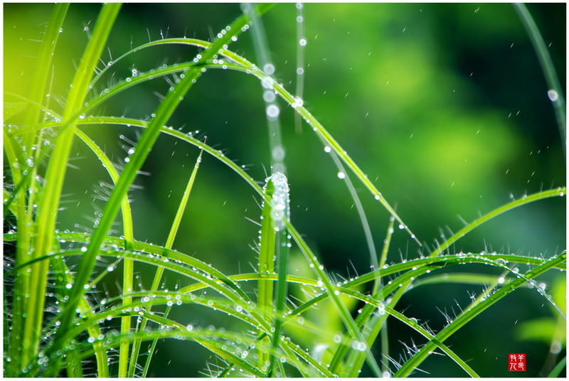 【雨润摄影图片】随拍生态摄影_光影心慧_太平洋电脑网摄影部落