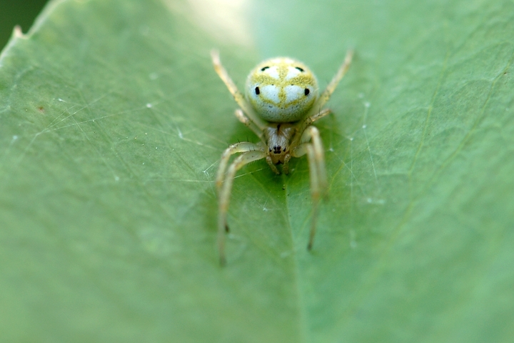 微距——小蜘蛛