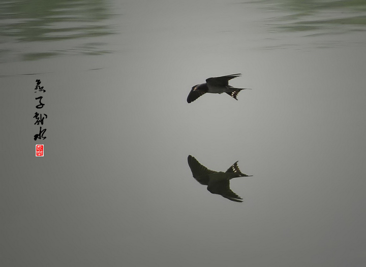 燕子戏水功图片