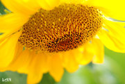 һ Sunflower