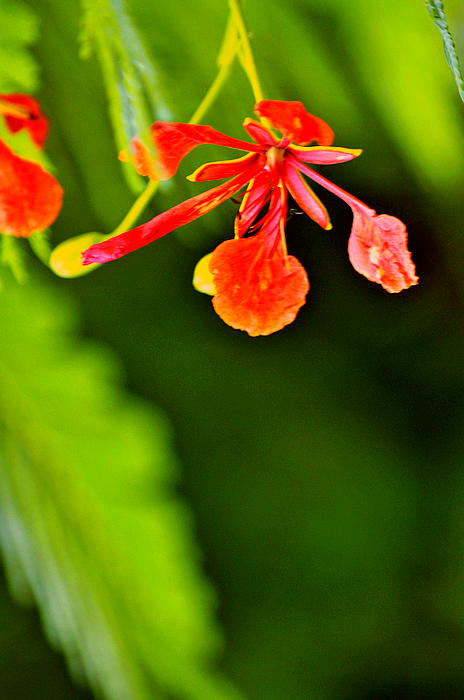 凤凰花(凤凰花是哪里的市花)