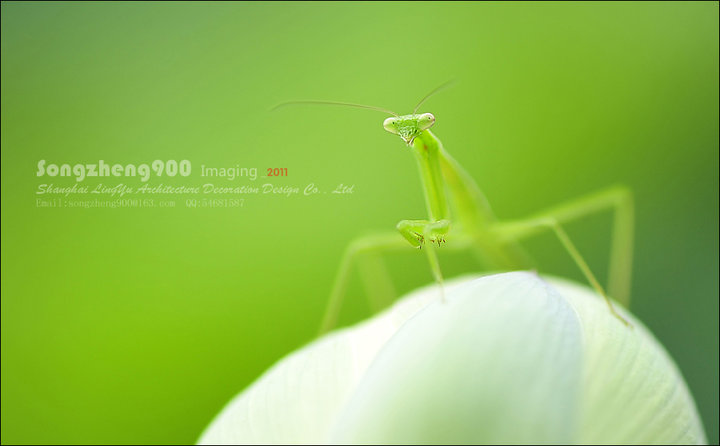 ɼ