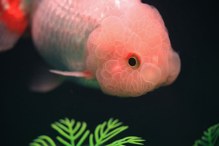 獅子頭金魚